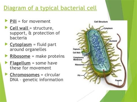 Monera Cell