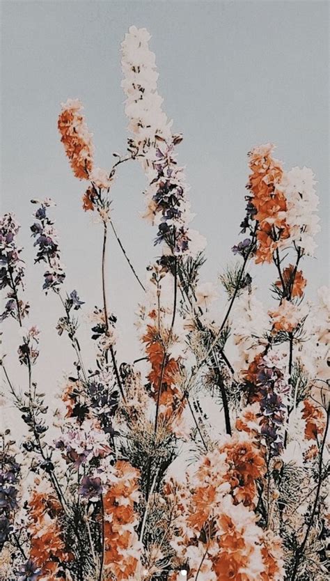 phone wall paper boho #phonewallpaper Boho sheek: flower | Flowers ...