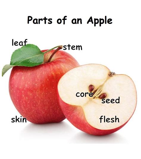 Parts Of An Apple Free Printable