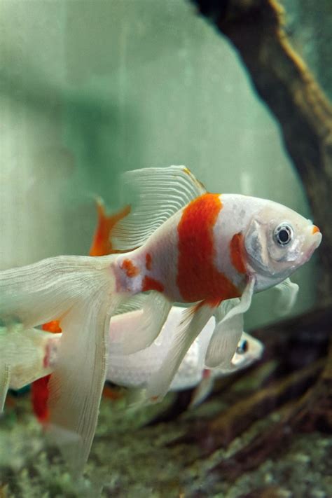 Goldfish breeds – Artofit