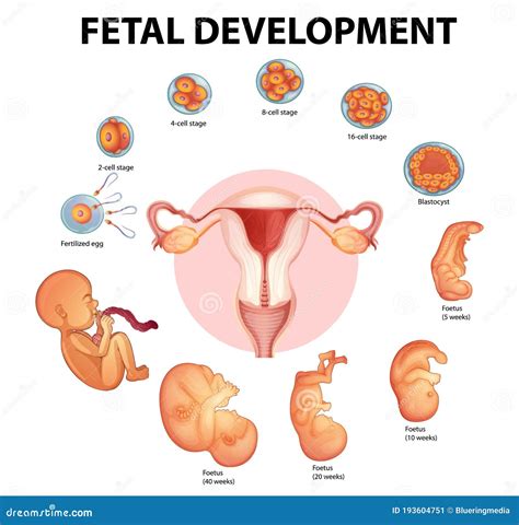 Stages Human Embryonic Development Stock Vector - Illustration of embryo, woman: 193604751