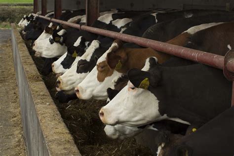 Mineral nutrition: Getting it right this dry cow period - Agriland.ie