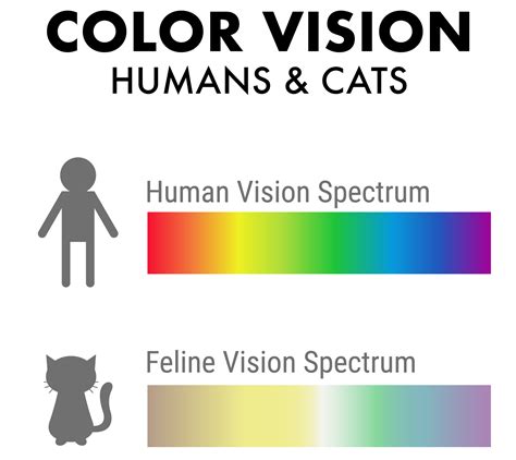 Can Cats See Different Colors at Deborah Hildebrand blog