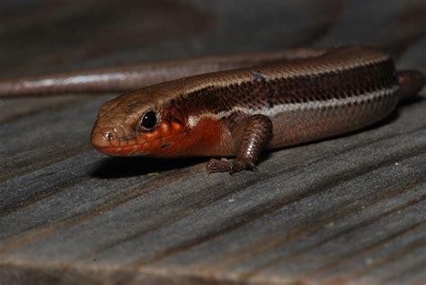 Coal Skink (Plestiodon anthracinus) at Herpedia™.com