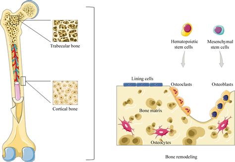 Frontiers | Adult Stem Cells for Bone Regeneration and Repair