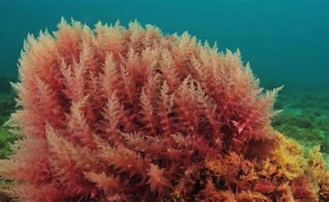 Know About These Beautiful Underwater Flowers