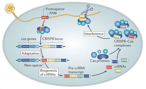 CRISPR-Cas system is the new-age gene engineering technology ...