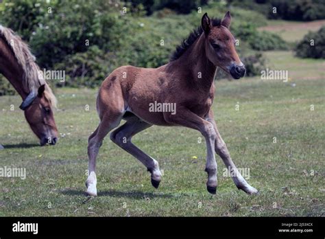 New Forest pony foals Stock Photo - Alamy