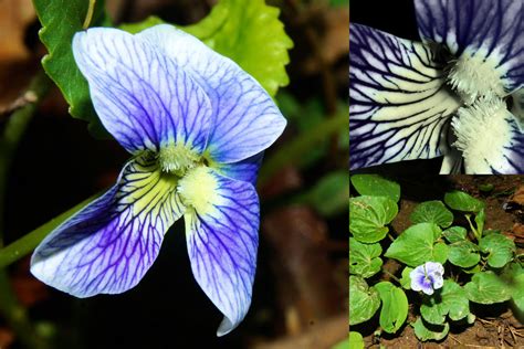 Maryland Biodiversity Project - Common Blue Violet (Viola sororia)