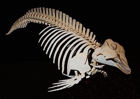 Pygmy Sperm Whale Skeleton Photograph by Millard H. Sharp - Pixels