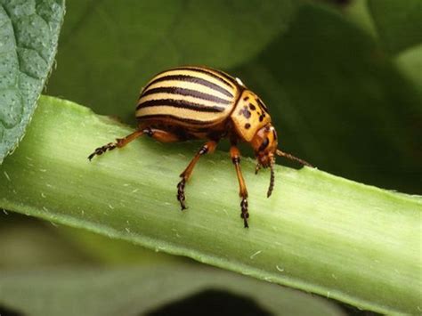 Vegetable Pests – Greenland Garden Centre