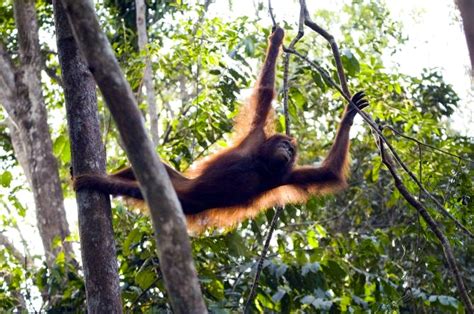 Conservation of orang-utans in Sarawak | Whitley Award