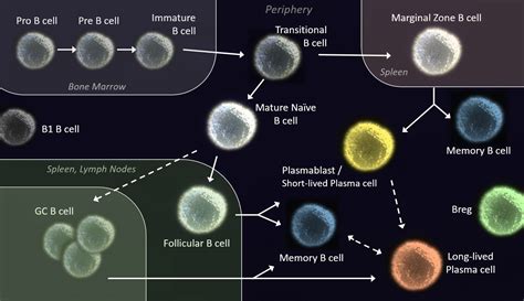 A Guide to B Cell Markers | Biocompare: The Buyer's Guide for Life Scientists