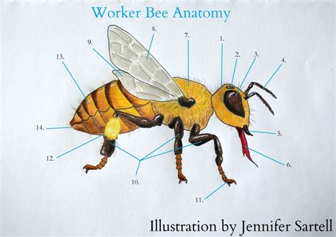 The Anatomy of a Worker Bee Keeping Backyard Bees