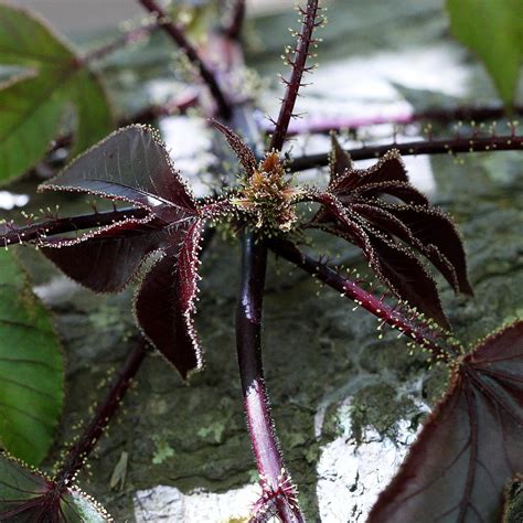 Jatropha gossypiifolia | Jatropha gossypiifolia L. EUPHORBIA… | Flickr