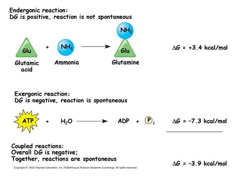 Introduction to metabolism - online presentation