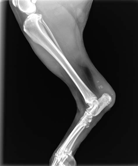 Achilles Tendon Injuries - North Georgia Veterinary Specialists | North ...