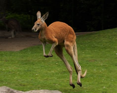 🔥 [140+] Kangaroo Wallpapers | WallpaperSafari