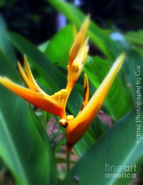 Tropical Flowers in Puerto Rico Photograph by Charlene Cox - Pixels