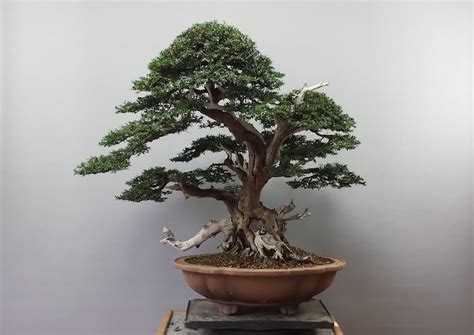 Taxus Baccata - Bonsai Empire