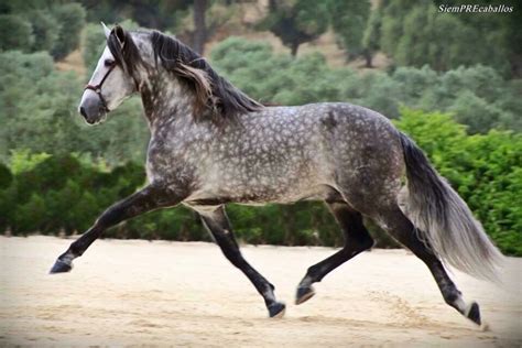 Dapple Grey Horse Trot Stallion Gelding Mare | Dapple grey horses, Beautiful horses, Horses