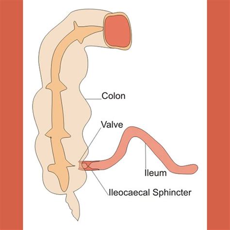 3 Things To Know About Ileocecal Valve Syndrome | Stellar Health and ...