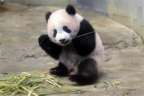 Adorable footage shows baby panda Xiang Xiang's debut appearance at Japanese zoo | London ...