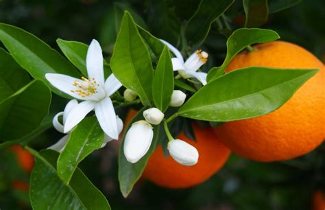 Neroli (20%)|Scents By the Bay