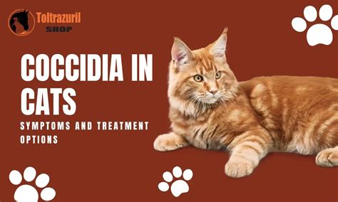 Understanding Coccidia In Cats: Symptoms And Treatment Options