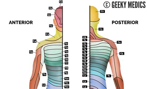 Dermatomes Anatomical Chart