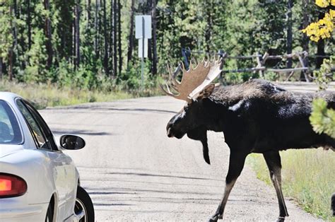 Moose Vs. Car Collisions Are On The Rise In NH