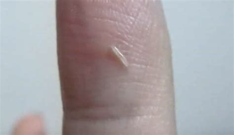 silverfish-baby - Pest Hacks