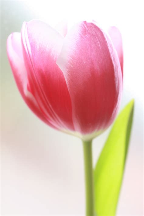 Free Images : nature, flower, petal, bloom, tulip, spring, color, pink, rosa, flowering plant ...