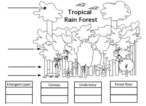 Layers of Rainforest Animals worksheet | Animal worksheets, Math ...