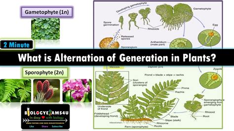 What is Alternation of Generation in Plants? Sporophyte vs Gametophyte with examples. - YouTube