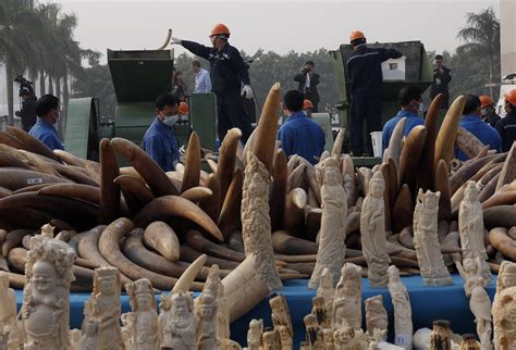 China’s demand for African elephant ivory drops as country plans to end the legal trade - CBS News