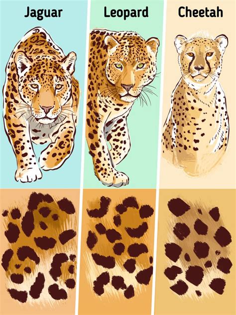 How to Spot the Difference Between a Cheetah, a Leopard, and a Jaguar / 5-Minute Crafts