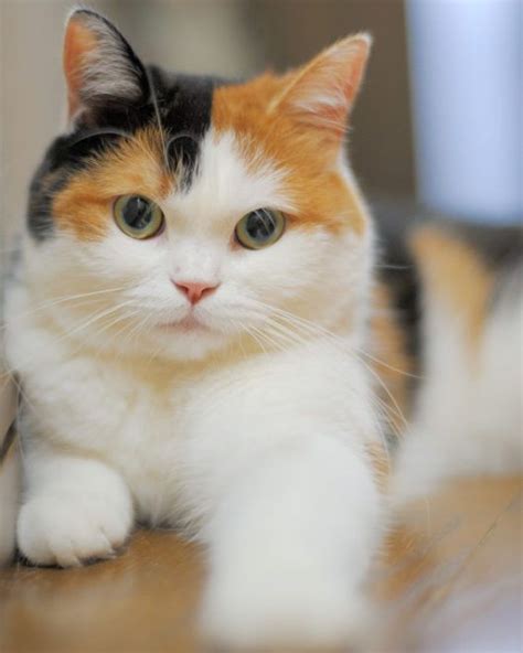 Rare Cat Breeds Calico - Pets Lovers