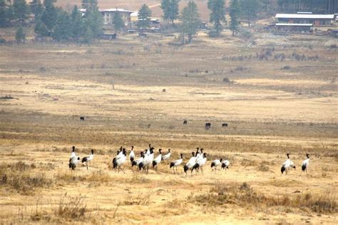 Black Necked Cranes in Phobjikha valley | Bhutan travel, Bhutan, Sightseeing