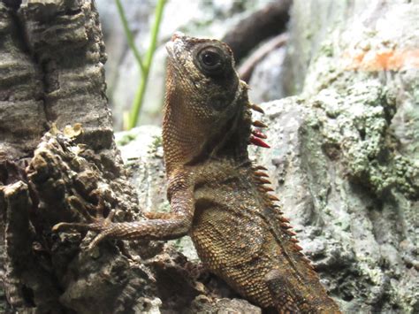 Mountain Horned Dragon at Shedd Aquarium - ZooChat