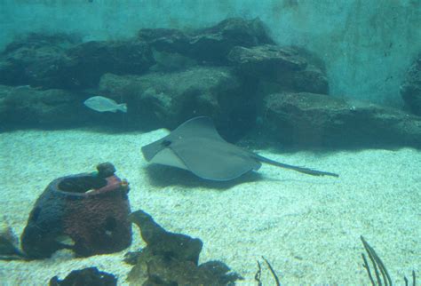 Mote Aquarium - Ray in Shark Tank | A ray in the shark tank,… | Flickr