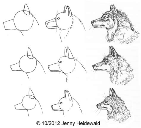 Wolf drawing step by step - veryrace