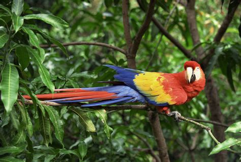 Aves y animales en el bosque tropical | Bosque tropical, Selvas ...