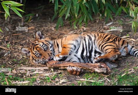 Cute sumatran tiger cub playing on the forest floor Stock Photo - Alamy