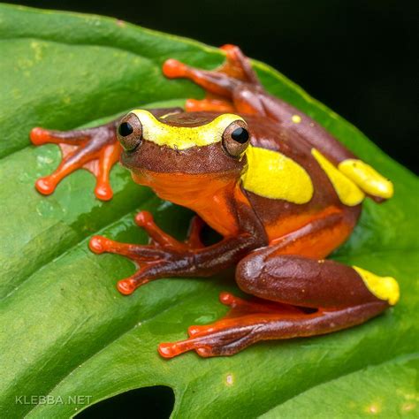 Clown tree frog — Amazon rainforest, Yasuni National Park, Ecuador ...