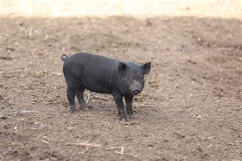 American Guinea Hog piglets - Nex-Tech Classifieds