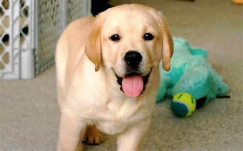 Labrador Retriever Puppy Hd Wallpaper - Pets Lovers