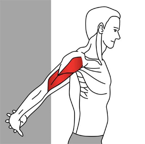 Stretching for Pain Relief - Anterior Deltoid | Deltoid, Shoulder ...