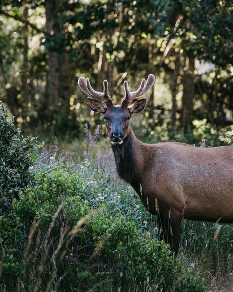 California | Tule Elk Bull in the Morning Light