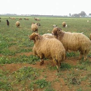 Documenting the Palmyrene wool and leather products of Awassi sheep in the countries of the ...